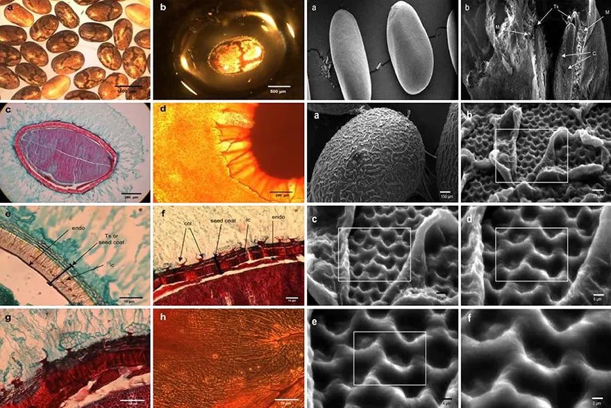 Fibra de semilla de chía