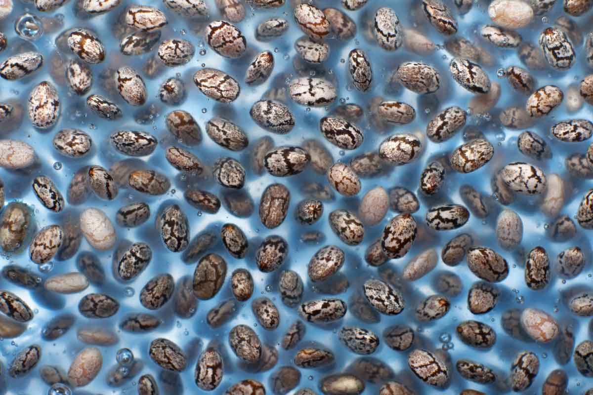 semilla y aceite de chia